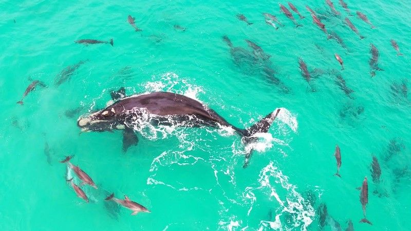 Delfines y ballenas jugando juntos